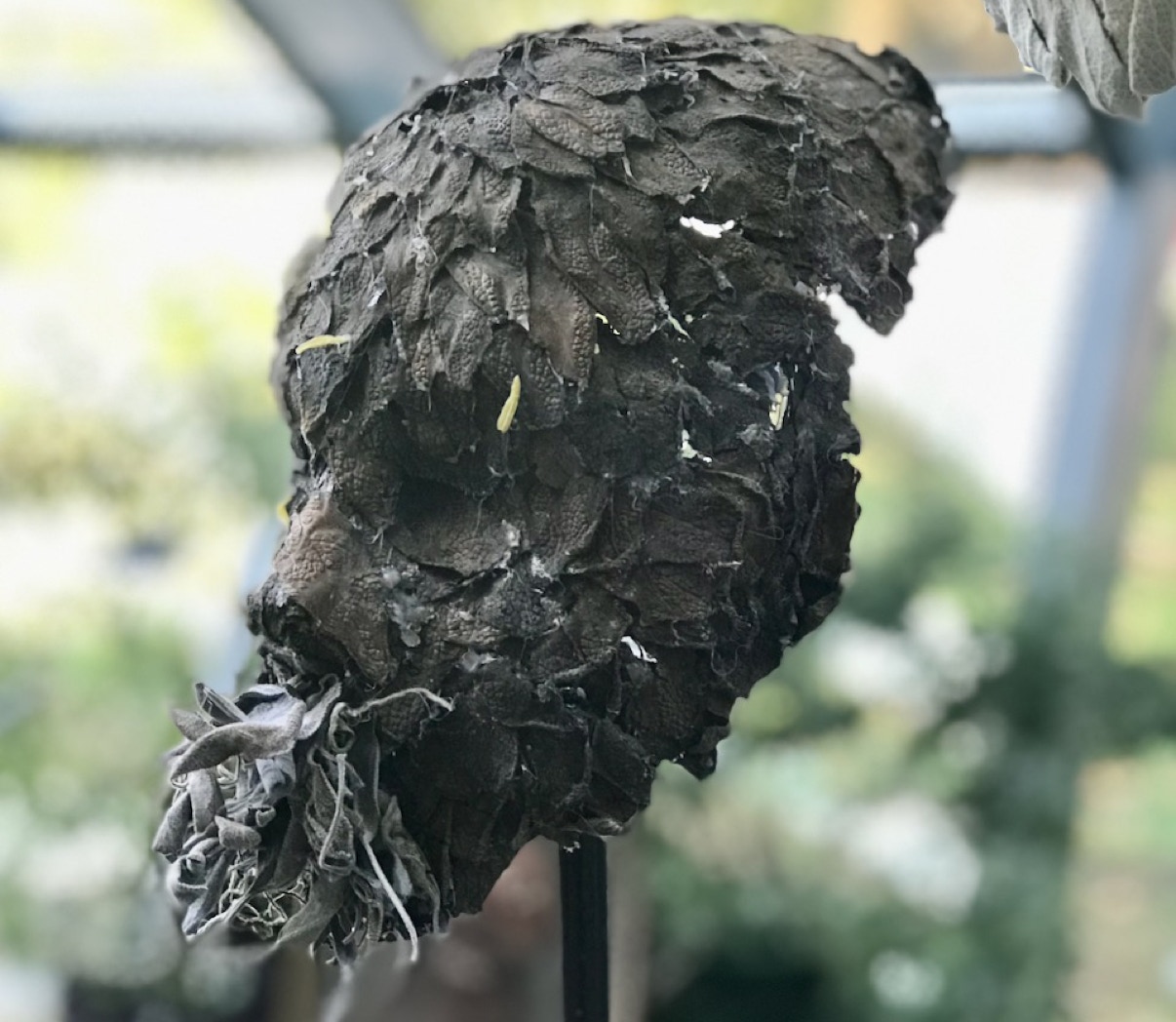 Masque végétal de la série Salvia immortalis au Salon Orticolario 2018