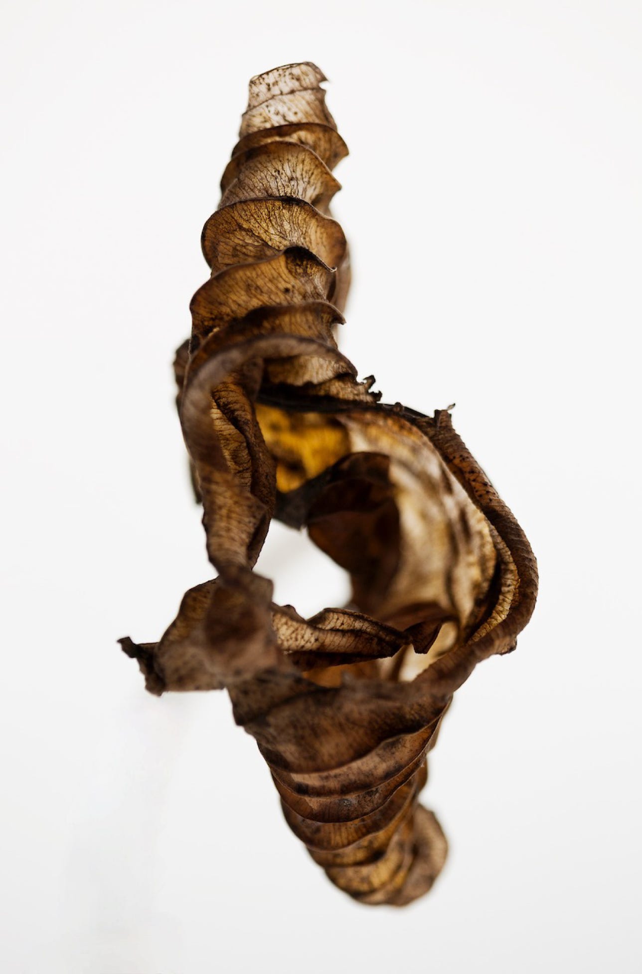Photographie de la Série : Les hostas -Saison 1- 2015