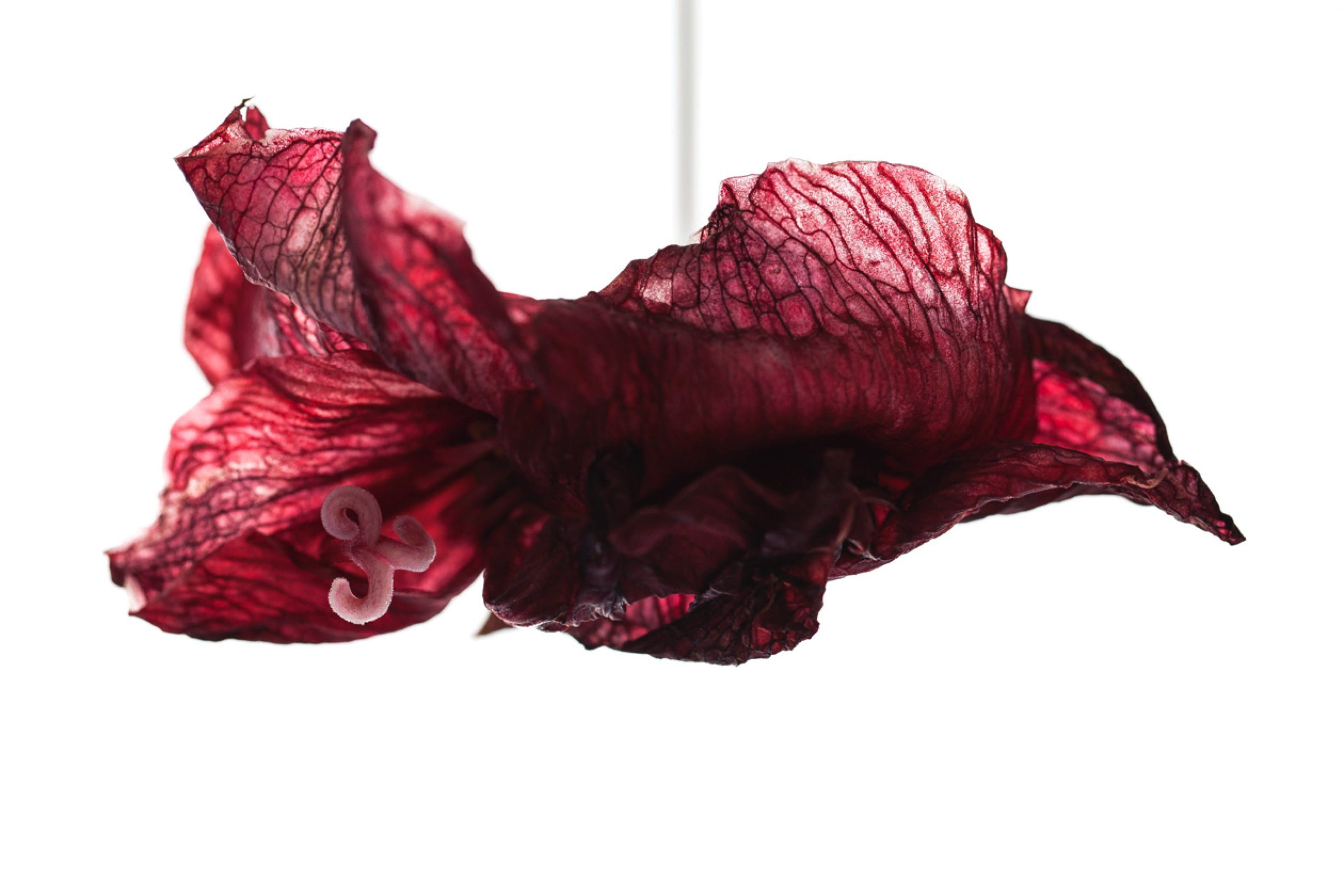 Photographie de Philippe-H. Claudel : Amarylis 2016