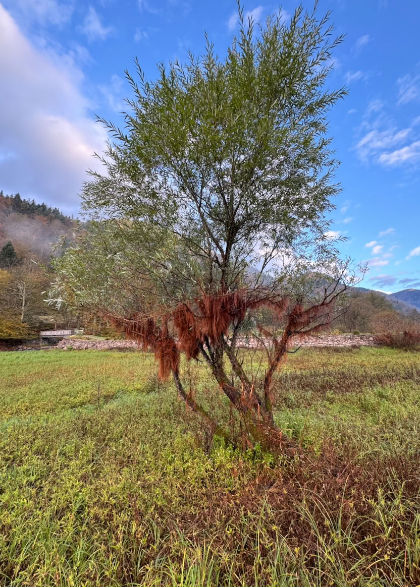 Kruth 2024- Salix Alba 
