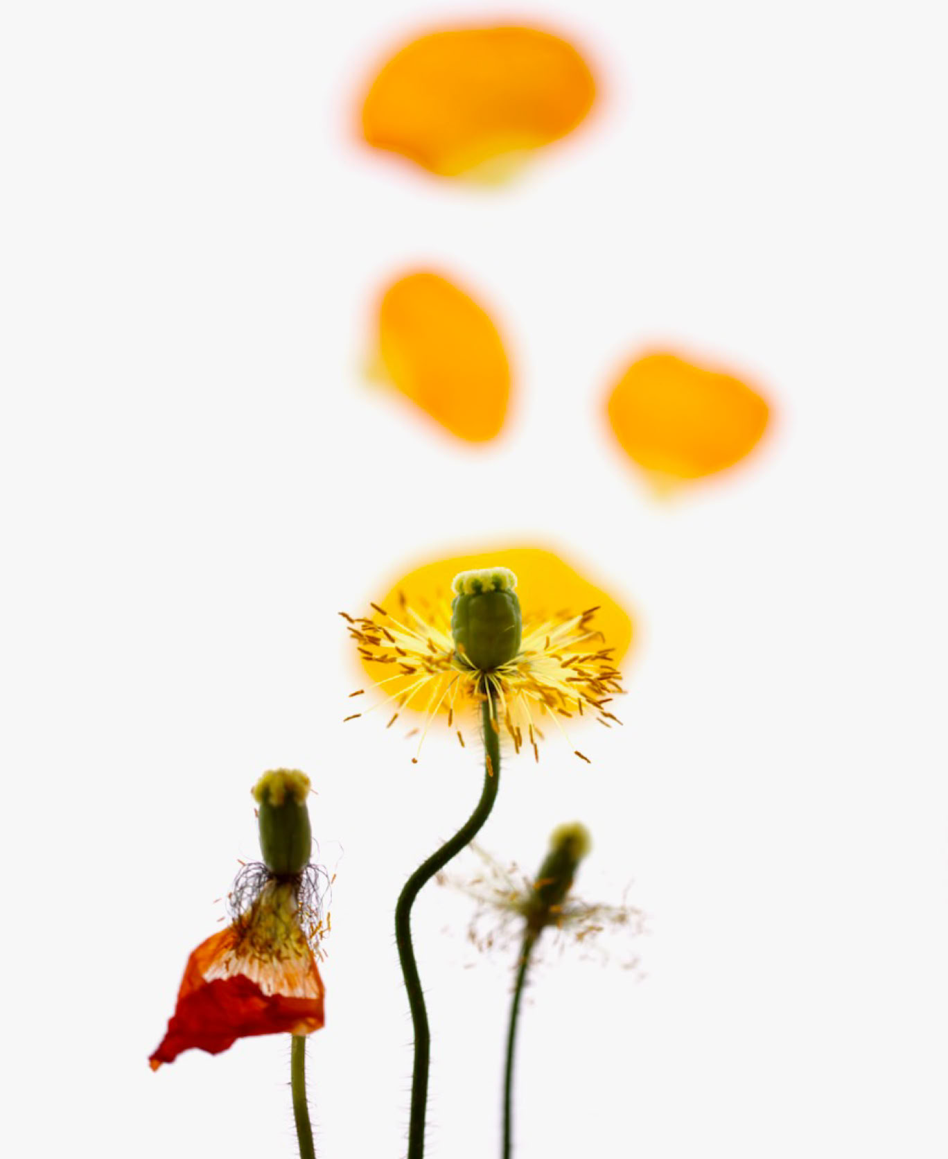 Photographie de la série La profondeur du champ - 2020