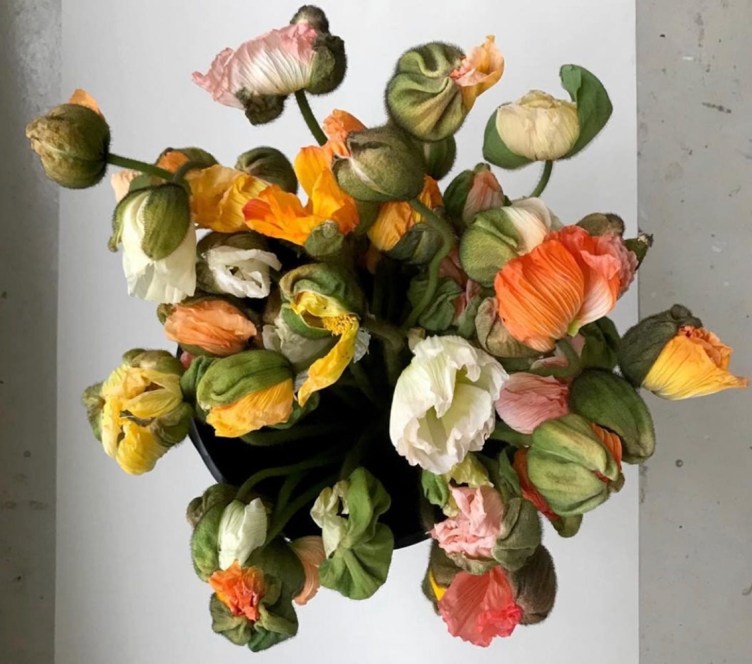 Photographie de Philippe-H. Claudel- 30 pavots - 2018