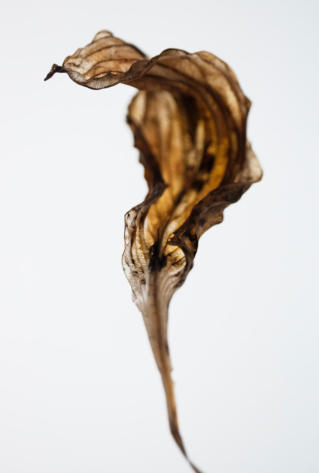 Photographie de la Série : Les hostas -Saison 1- 2015