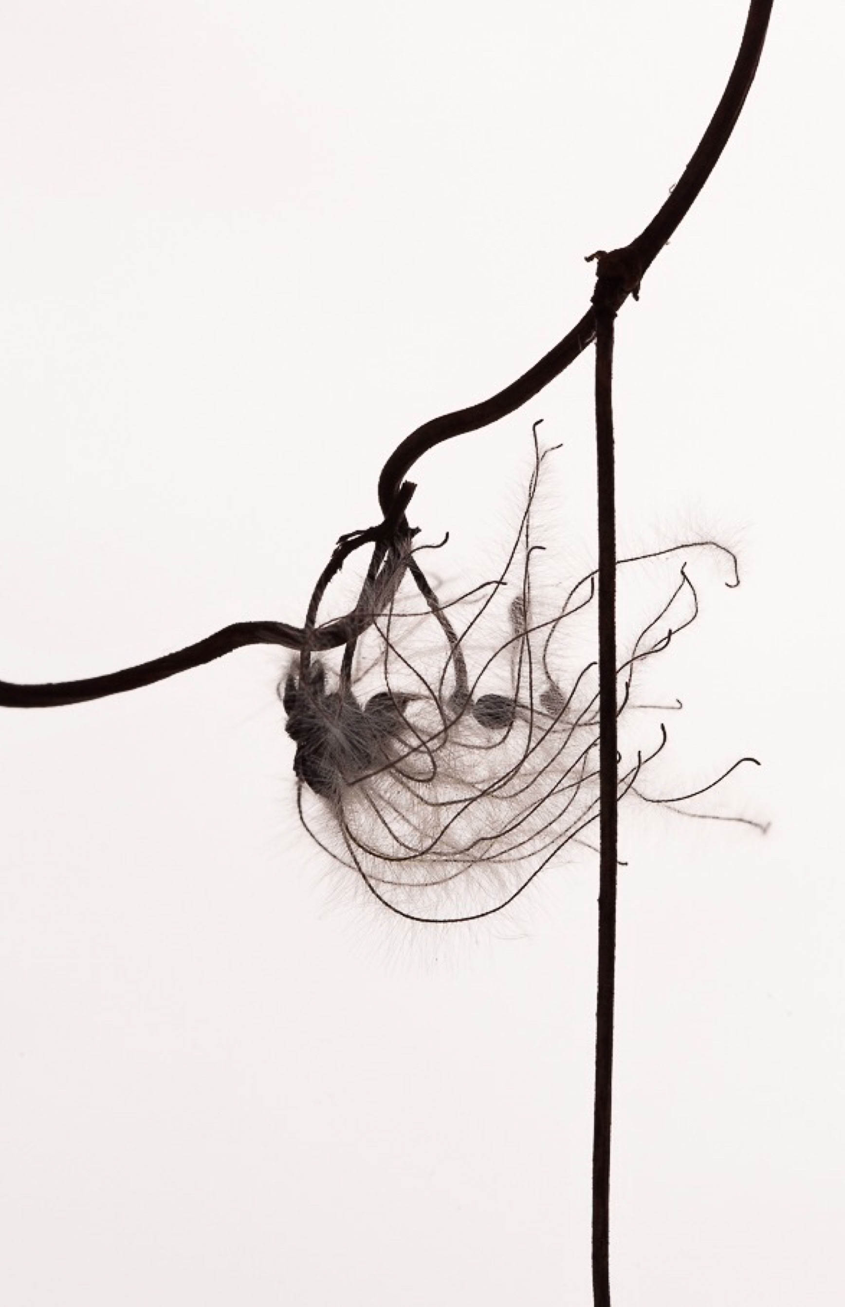 Photographie de Philippe-H. Claudel : Clematis 3-2018
