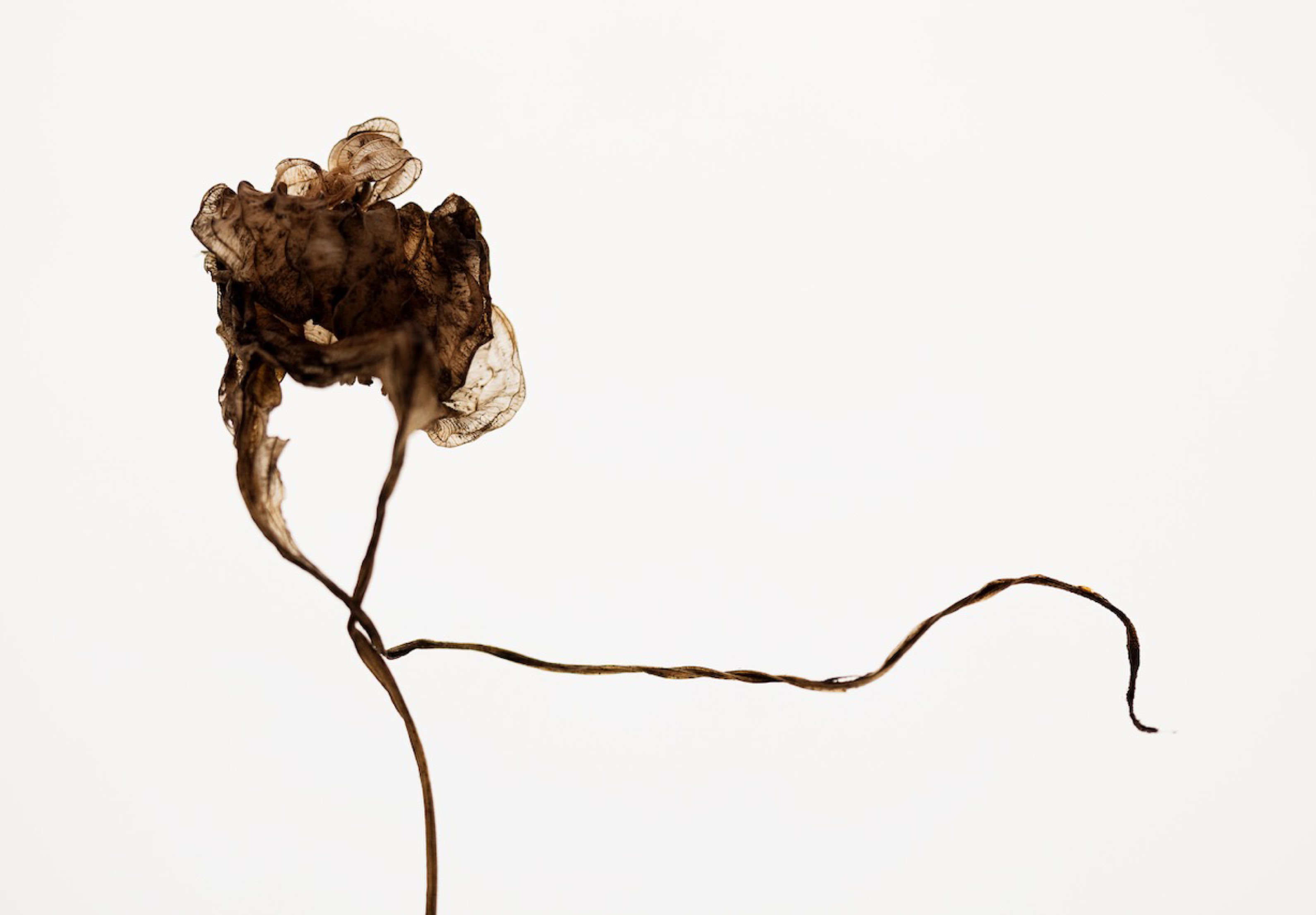 Photographie de la Série : Les hostas -Saison 1- 2015