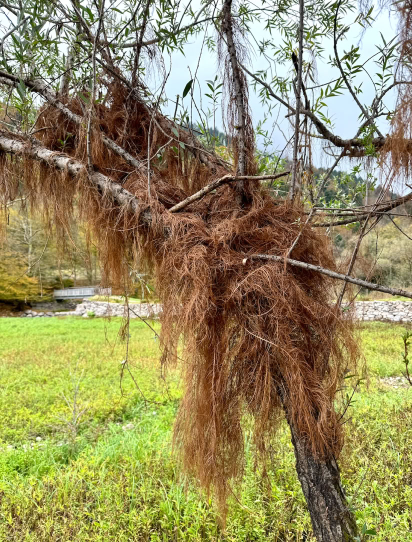 Kruth 2024- Salix Alba -Racines