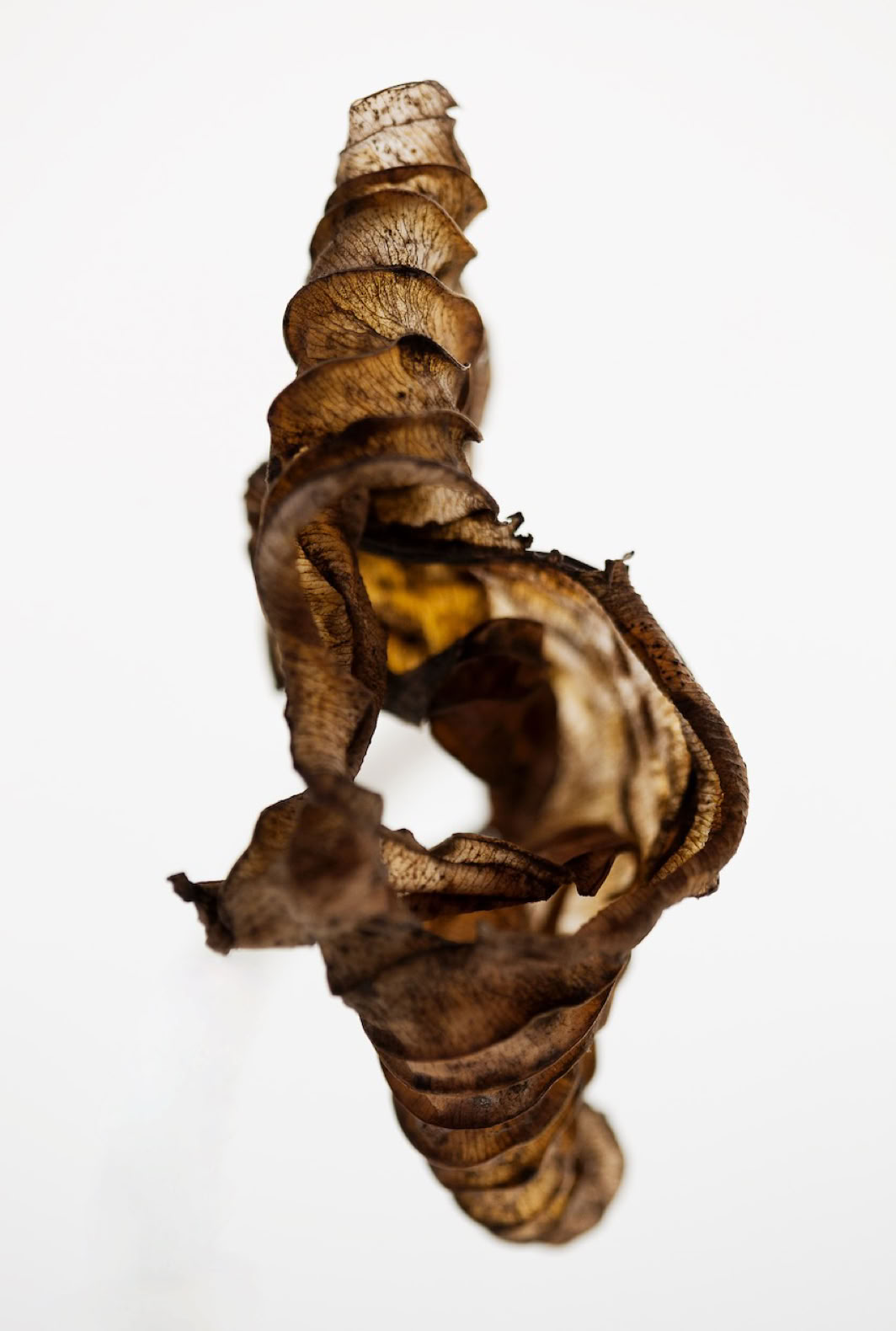 Photographie de la Série : Les hostas -Saison 1- 2015