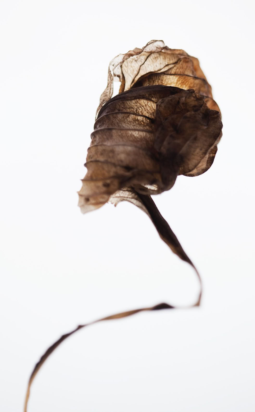 Photographie de la Série : Les hostas -Saison 1- 2015