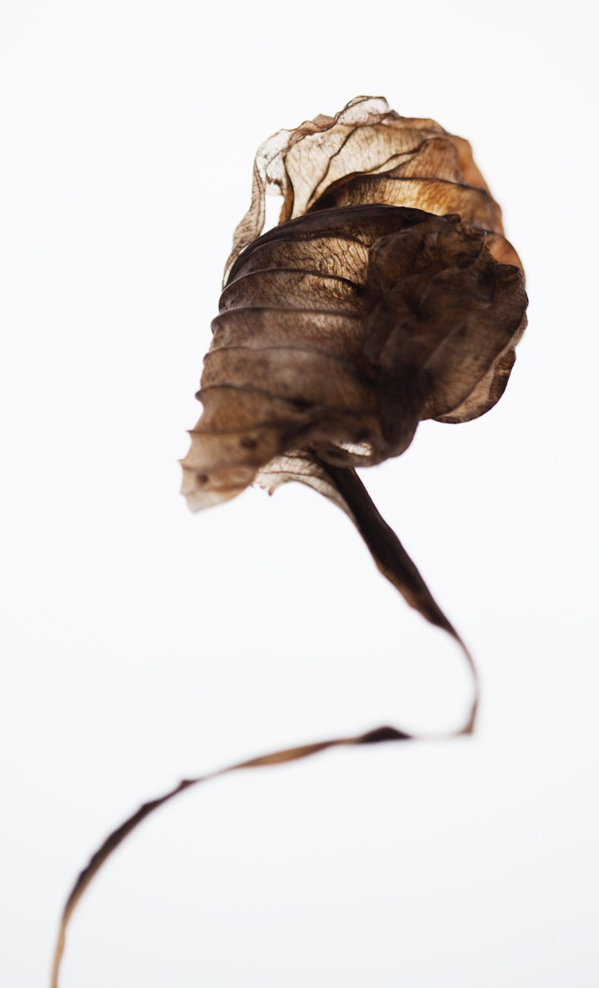 Photographie de la Série : Les hostas -Saison 1- 2015